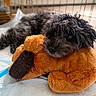 Murphy joined the competition — help win amazing prizes! dog, plush_toy, pet, cage, fur, resting, indoors, soft_texture, cute, animal, cozy, black_fur, gray_fur, stuffed_animal, sleepy, companion, closeup, bed, toy, cute_animal