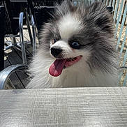Vinny a rejoint le concours — aidez-le/la à gagner de superbes lots ! animal, cafe, chair, daylight, dog, fence, fluffy, fur, happy, metal_chair, outdoor, patio, pet, pomeranian, small_dog, smiling, sunlight, table, tongue_out, wooden_table