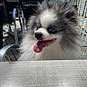 animal, cafe, chair, daylight, dog, fence, fluffy, fur, happy, metal_chair, outdoor, patio, pet, pomeranian, small_dog, smiling, sunlight, table, tongue_out, wooden_table