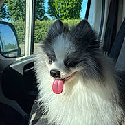 Vinny participe au concours pour gagner de l'argent avec cette photo : dog, pomeranian, fluffy, tongue_out, car_interior, car_seat, window, trees, blue_sky, sunlight, pet, happy, animal, canine, travel, road_trip, seatbelt, fur, portrait, companion