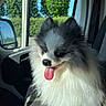 dog, pomeranian, fluffy, tongue_out, car_interior, car_seat, window, trees, blue_sky, sunlight, pet, happy, animal, canine, travel, road_trip, seatbelt, fur, portrait, companion