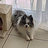 dog, pomeranian, fluffy, indoor, tile_floor, curtain, window, pet, animal, small_dog, tongue_out, happy, resting, furniture, cat_tree, home, natural_light, cozy, floor, cute
