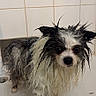 Vinny participe au concours pour gagner de l'argent avec cette photo : dog, wet, bathroom, bathtub, pet, fur, small_dog, animal, disheveled, black_and_white, ears, tiles, dripping, muzzle, paws, standing, indoors, expression, cute, pet_care