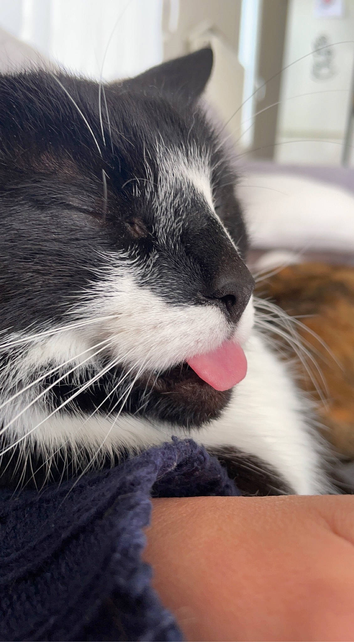 Ramses participe au concours pour gagner de l'argent avec cette photo : carnivore, cat, claw, comfort, domestic_short_haired_cat, felidae, fur, mammal, nap, paw, sleep, small_to_medium_sized_cats, snout, vertebrate, whiskers