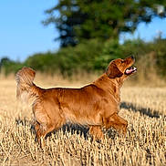 Mistral a rejoint le concours — aidez-le/la à gagner de superbes lots ! animal, canine, daytime, dog, field, fur, golden_retriever, grass, happy, muzzle, nature, outdoor, pet, playful, snout, standing, summer, sunlight, tail, walking