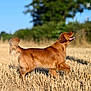 animal, canine, daytime, dog, field, fur, golden_retriever, grass, happy, muzzle, nature, outdoor, pet, playful, snout, standing, summer, sunlight, tail, walking