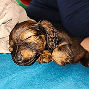 Roo is registered to the contest to win money with this photo: animal, blanket, blue, brown, closeup, cozy, cute, dog, fur, fur_texture, indoors, nap, paw, pet, puppy, relaxing, resting, sleeping, small, young
