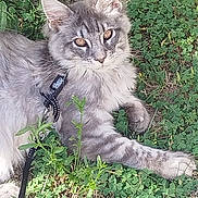 Blue participe au concours pour gagner de l'argent avec cette photo : cat, gray_cat, fluffy, long_hair, feline, pet, animal, outdoor, garden, grass, clover, greenery, harness, leash, lying_down, paws, ears, whiskers, portrait, close_up