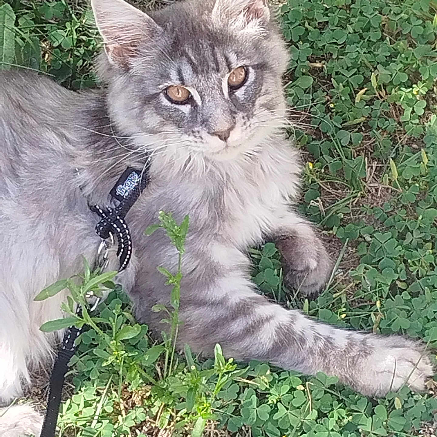 Blue participe au concours pour gagner de l'argent avec cette photo : cat, gray_cat, fluffy, long_hair, feline, pet, animal, outdoor, garden, grass, clover, greenery, harness, leash, lying_down, paws, ears, whiskers, portrait, close_up