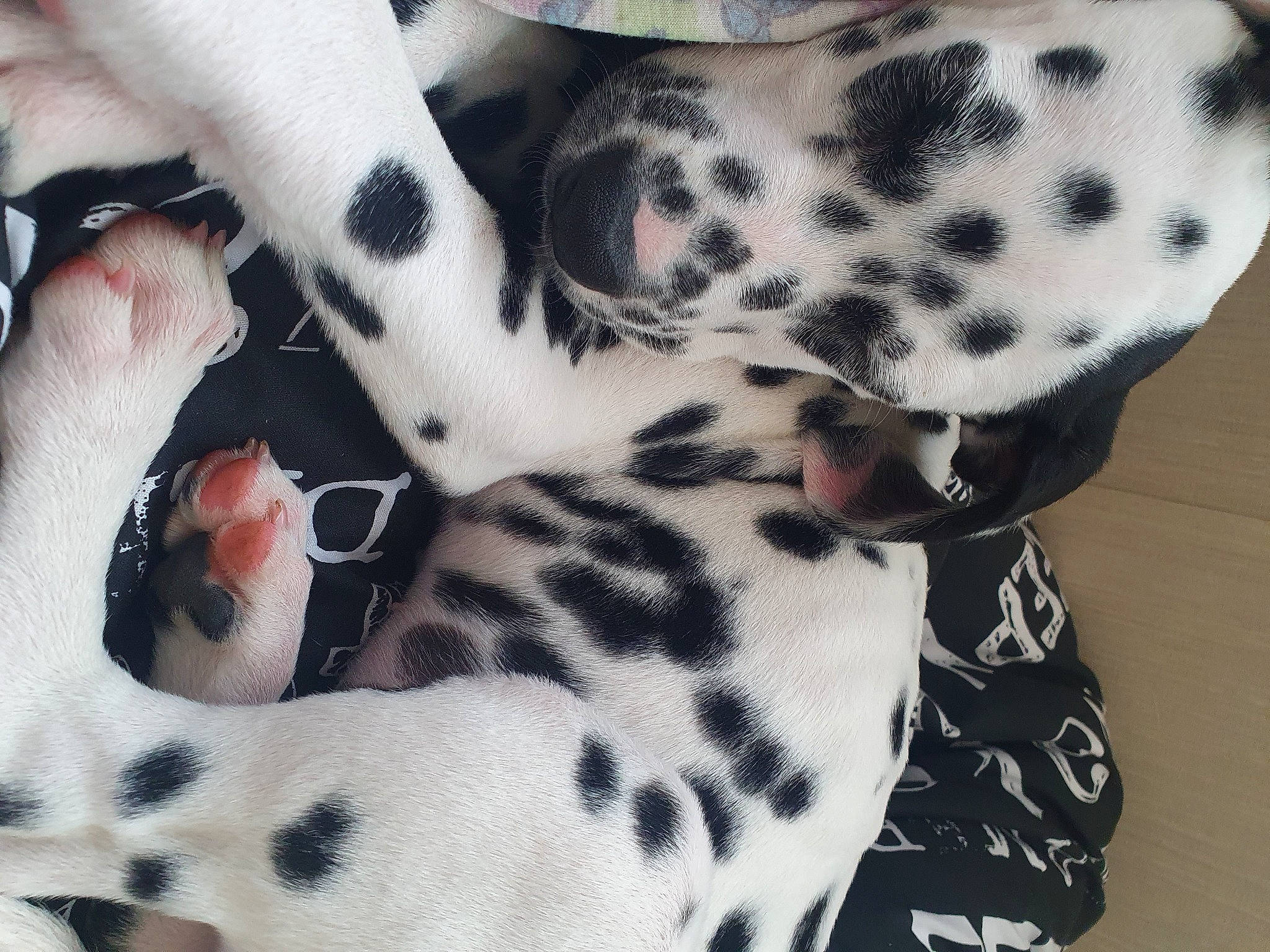 Percy joined the competition — help win amazing prizes! black, canidae, carnivore, collar, companion_dog, dalmatian, dog, dog_breed, dog_collar, fawn, fur, military_camouflage, pattern, sleeve, snout, sporting_group, tie, whiskers, white, working_animal