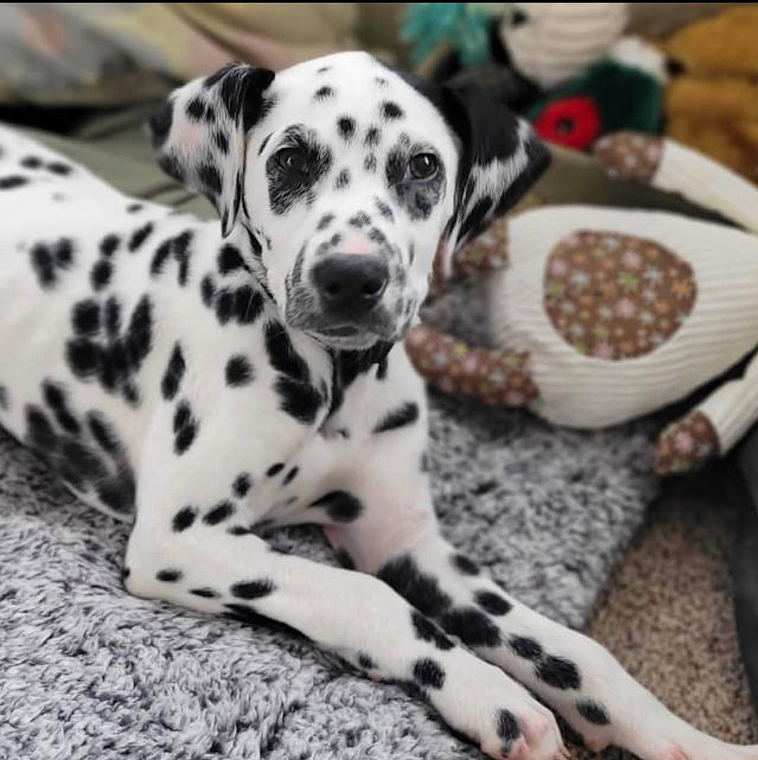 Percy joined the competition — help win amazing prizes! canidae, carnivore, companion_dog, dalmatian, dog, dog_breed, dog_supply, fawn, foot, fur, non_sporting_group, pattern, paw, snout, sporting_group, terrestrial_animal, whiskers, white, working_animal