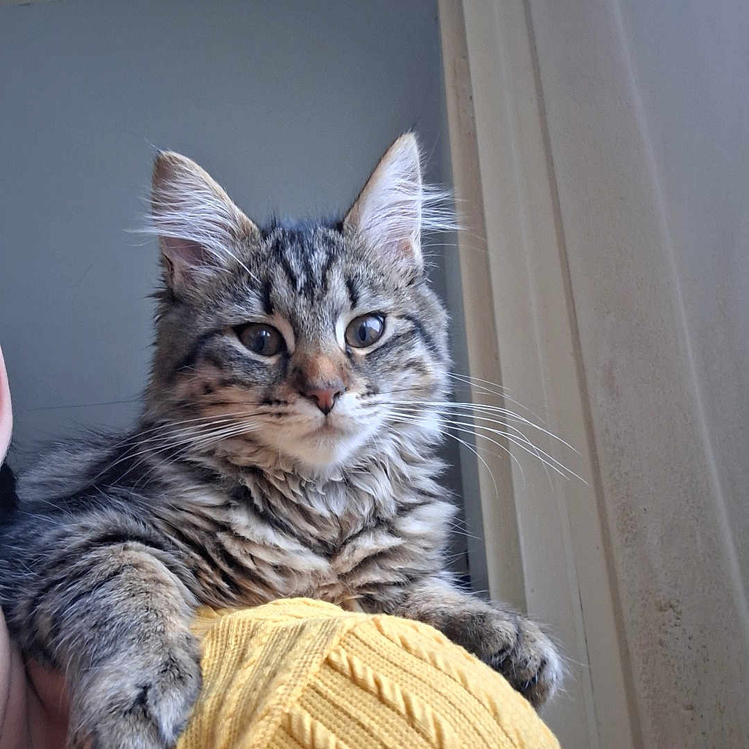 Nala