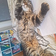 Nala participe au concours pour gagner de l'argent avec cette photo : cat, tabby, fur, paw, indoor, shelf, household_items, patterned_surface, curious, relaxed, stretching, feline, eyes, whiskers, table, paper, cozy, home, animal, pet