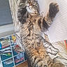 cat, tabby, fur, paw, indoor, shelf, household_items, patterned_surface, curious, relaxed, stretching, feline, eyes, whiskers, table, paper, cozy, home, animal, pet