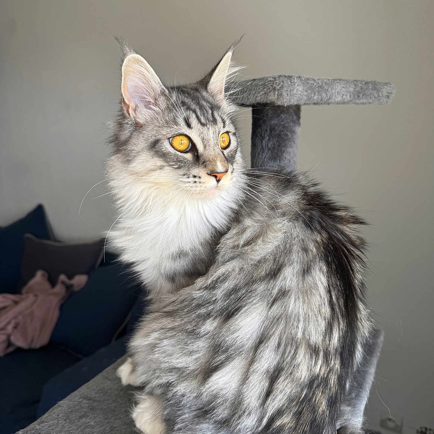 Valka participe au concours pour gagner de l'argent avec cette photo : alert, blanket, cat, cat_tree, couch, domestic_cat, ears, feline, fluffy_fur, golden_eyes, gray, indoor, living_room, pet, side_view, silver_tabby, sitting, soft_light, tabby, whiskers