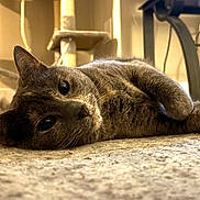 Zelda is registered to the contest to win money with this photo: cat, gray_cat, lying_down, carpet, indoor, furniture, cat_tree, pet, animal, cute, cozy, fur, whiskers, relaxed, closeup, eyes, portrait, floor, home, domestic