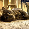 cat, gray_cat, lying_down, carpet, indoor, furniture, cat_tree, pet, animal, cute, cozy, fur, whiskers, relaxed, closeup, eyes, portrait, floor, home, domestic