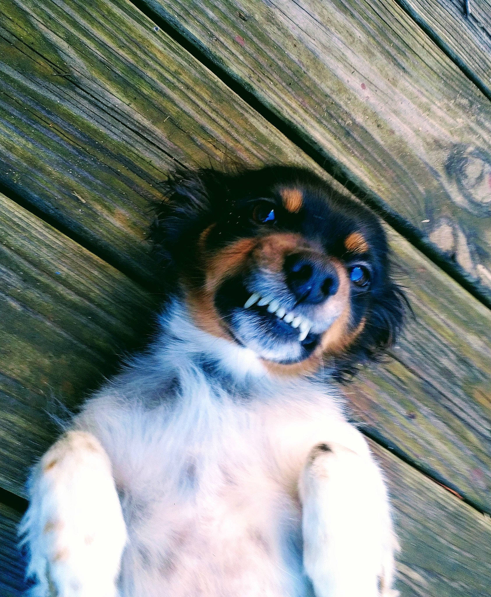 Daisy is registered to the contest to win money with this photo: canidae, carnivore, companion_dog, dog, dog_breed, electric_blue, fawn, fur, liver, paw, puppy, snout, sporting_group, sunglasses, tail, toy_dog, whiskers, wood, working_animal, working_dog