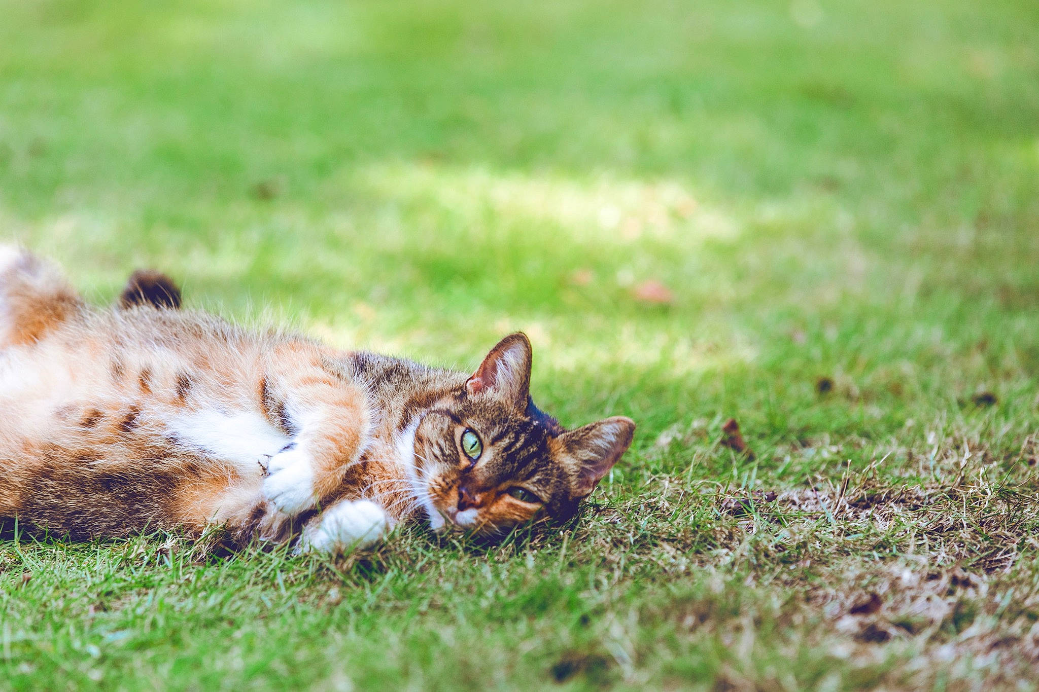 Kiara Boots is registered to the contest to win money with this photo: bengal, carnivore, cat, domestic_short_haired_cat, european_shorthair, felidae, fur, grass, lawn, mammal, plant, rusty_spotted_cat, small_to_medium_sized_cats, tabby_cat, terrestrial_animal, whiskers, wild_cat, wildlife