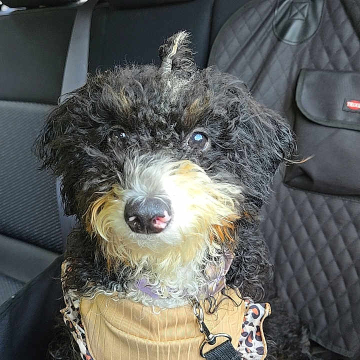 Stella Rose