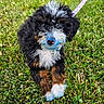 dog, puppy, grass, outdoors, fluffy, curly_fur, tricolor, black_fur, white_fur, brown_fur, blue_stain, leash, collar, sitting, portrait, pet, lawn, greenery, cute, animal