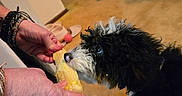 Stella Rose is registered to the contest to win money with this photo: puppy, dog, black_and_white, fluffy, curly_fur, pet, toy, plush_toy, yellow_toy, tug_of_war, indoors, wooden_floor, carpet, slippers, human_hands, playtime, portrait, close_up, household, cute