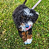 Stella Rose joined the competition — help win amazing prizes! puppy, dog, pet, animal, fluffy, curly_fur, black_fur, white_fur, brown_fur, blue_tongue, pink_leash, grass, lawn, outdoor, sitting, smiling, happy, portrait, playful, closeup