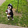 Stella Rose joined the competition — help win amazing prizes! dog, puppy, tricolor, fluffy, curly_fur, standing, hind_legs, outdoor, grass, lawn, garden, yard, playful, cute, pet, animal, black_white_brown, pink_nose, paws, sidewalk