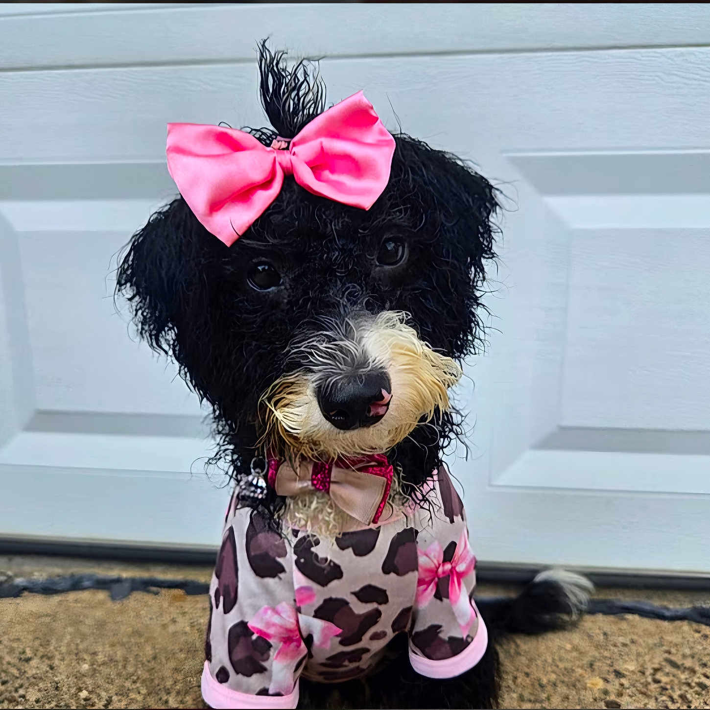 Stella Rose