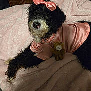Stella Rose is registered to the contest to win money with this photo: dog, pet, poodle_mix, black_and_white, curly_fur, pink_dress, bow, satin, teddy_bear, blanket, bed, indoor, portrait, fashion, costume, sitting, lying_down, cute, toy, photography