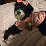 dog, pet, poodle_mix, black_and_white, curly_fur, pink_dress, bow, satin, teddy_bear, blanket, bed, indoor, portrait, fashion, costume, sitting, lying_down, cute, toy, photography