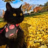Winnie Pooh is registered to the contest to win money with this photo: cat, black_cat, fluffy, long_hair, golden_eyes, bandana, pink_accessory, autumn, fall, leaves, outdoors, park, garden, trees, blue_sky, residential_area, sitting, pet, animal_portrait, nature