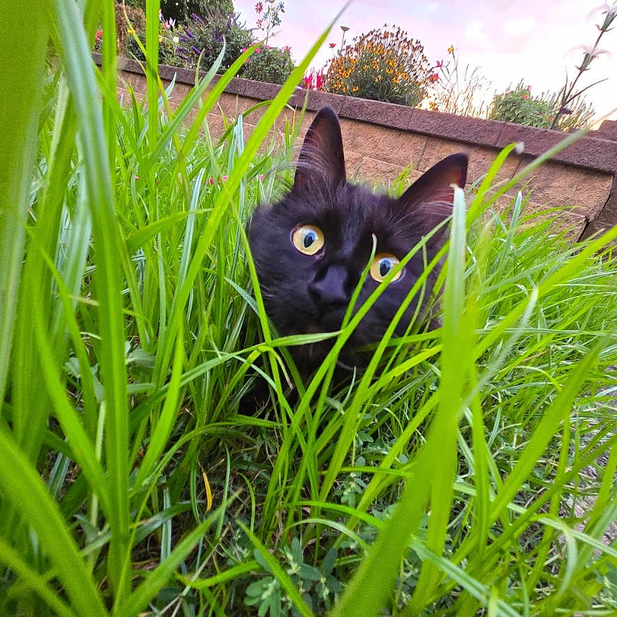 Winnie Pooh joined the competition — help win amazing prizes! cat, black_cat, animal, pet, feline, face, eyes, whiskers, ears, grass, garden, outdoor, nature, plants, greenery, wall, sunset, portrait, alert, camouflage