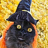 Winnie Pooh is registered to the contest to win money with this photo: cat, black_cat, halloween, costume, witch_hat, orange_ruff, autumn, leaves, outdoor, portrait, close_up, feline, whiskers, yellow_eyes, wide_eyes, black_fur, pet, dramatic, seasonal, photography