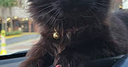Winnie Pooh is registered to the contest to win money with this photo: cat, black_cat, fluffy, long_hair, golden_eyes, portrait, pet, animal, sitting, dashboard, car, vehicle, city, urban, window, outdoor, collar, bell, paws, closeup