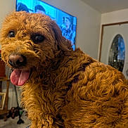 Sadie joined the competition — help win amazing prizes! dog, brown, curly_fur, tongue_out, pet, indoor, living_room, television, furniture, home_decor, happy, close_up, animal, canine, portrait, cute, playful, domestic_animal, fur, smiling