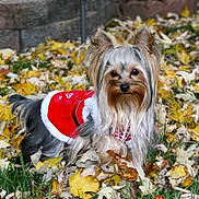 Lola joined the competition — help win amazing prizes! dog, yorkshire_terrier, small_dog, long_hair, fluffy, red_outfit, pet_clothing, autumn, fall_leaves, outdoors, garden, grass, stone_wall, portrait, animal, pet, black_and_tan, white_fur, looking_at_camera, festive