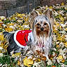 dog, yorkshire_terrier, small_dog, long_hair, fluffy, red_outfit, pet_clothing, autumn, fall_leaves, outdoors, garden, grass, stone_wall, portrait, animal, pet, black_and_tan, white_fur, looking_at_camera, festive