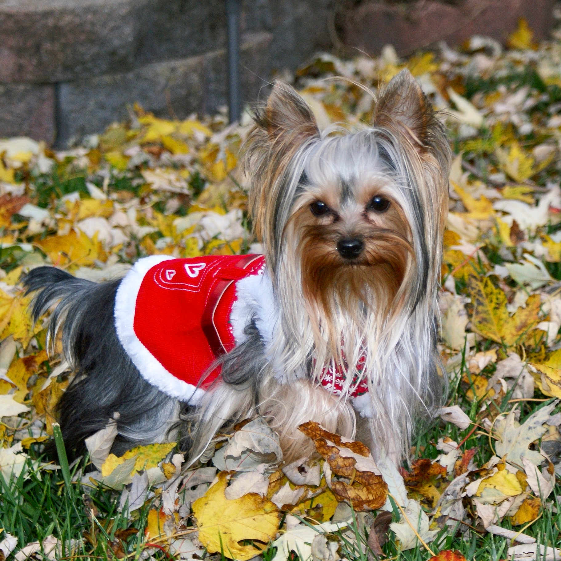 Lola joined the competition — help win amazing prizes! dog, yorkshire_terrier, small_dog, long_hair, fluffy, red_outfit, pet_clothing, autumn, fall_leaves, outdoors, garden, grass, stone_wall, portrait, animal, pet, black_and_tan, white_fur, looking_at_camera, festive