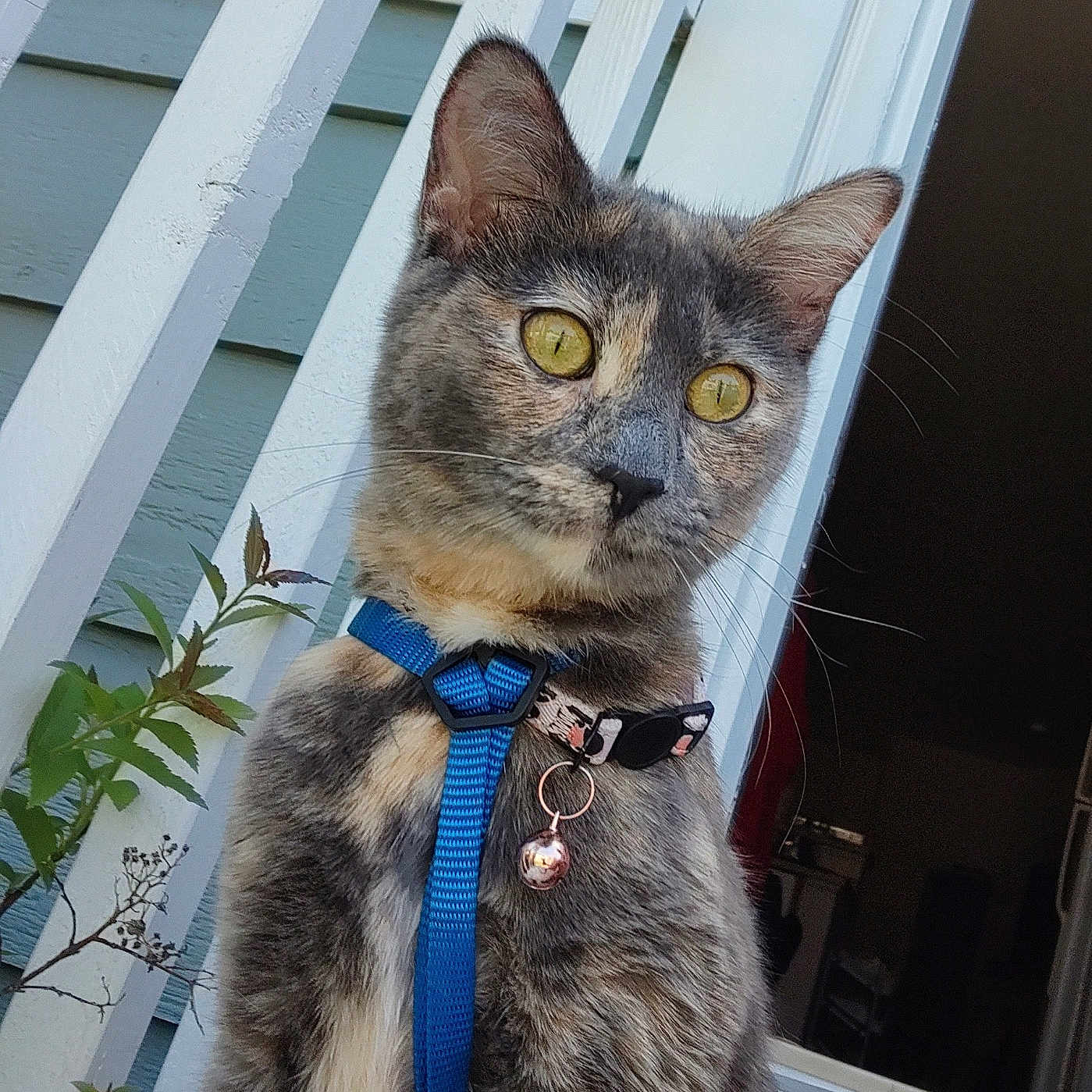 Smokey is registered to the contest to win money with this photo: alert, animal, bell_collar, cat, closeup, curious, domestic_cat, feline, fur, harness, house, outdoor, pet, plant, porch, railing, sitting, tortoiseshell, whiskers, yellow_eyes