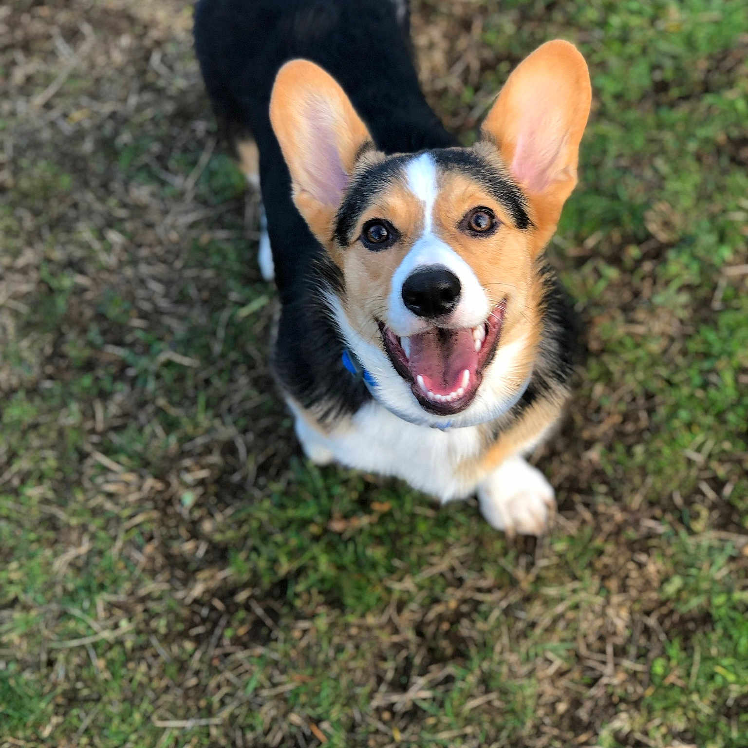 Kamalu is registered to the contest to win money with this photo: australian_kelpie, canidae, cardigan_welsh_corgi, carnivore, companion_dog, corgi_chihuahua, dog, dog_breed, grass, herding_dog, mammal, pembroke_welsh_corgi, rare_breed_dog, vertebrate, welsh_corgi, welsh_sheepdog