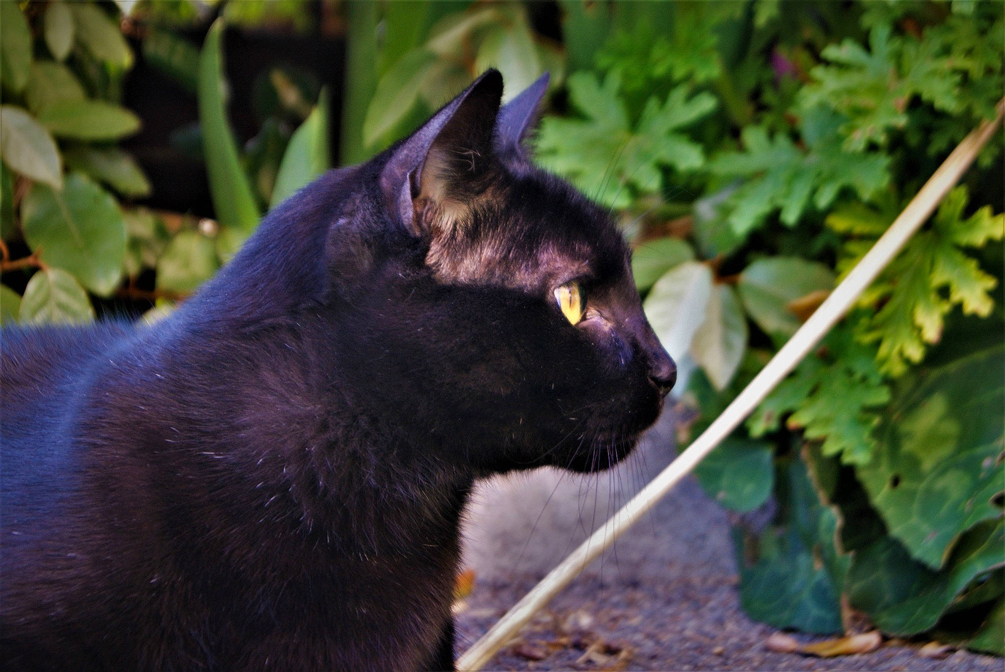 Tony a rejoint le concours — aidez-le/la à gagner de superbes lots ! asian, black_cat, bombay, burmese, carnivore, cat, domestic_short_haired_cat, felidae, korat, mammal, plant, small_to_medium_sized_cats, snout, vertebrate, whiskers