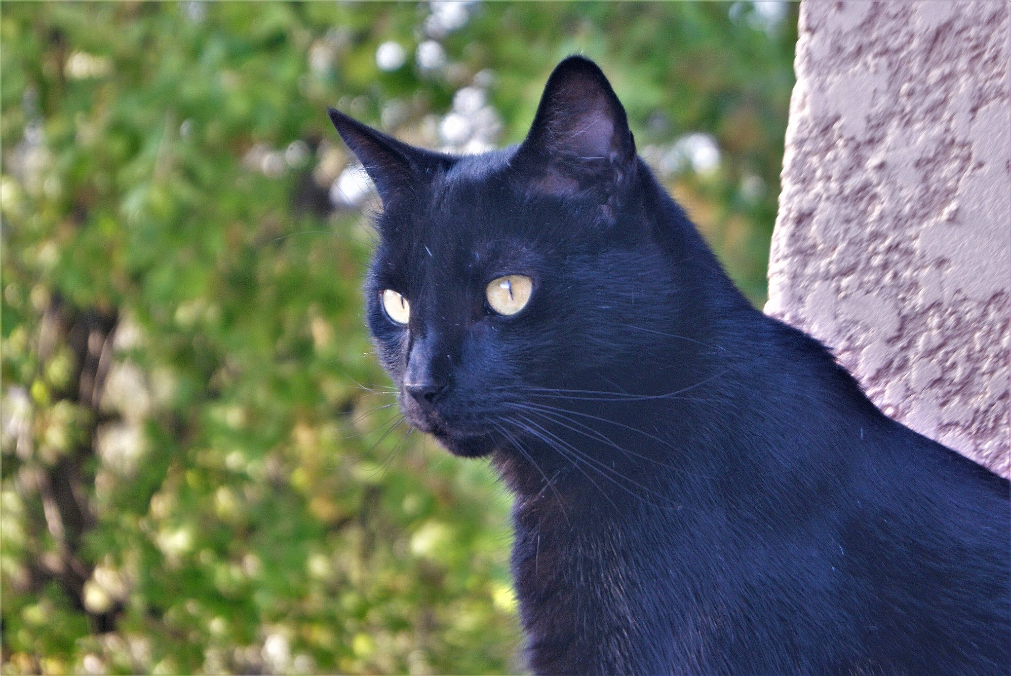 Tony participe au concours pour gagner de l'argent avec cette photo : asian, black_cat, bombay, burmese, carnivore, cat, chartreux, domestic_short_haired_cat, eye, felidae, havana_brown, korat, mammal, small_to_medium_sized_cats, snout, vertebrate, whiskers