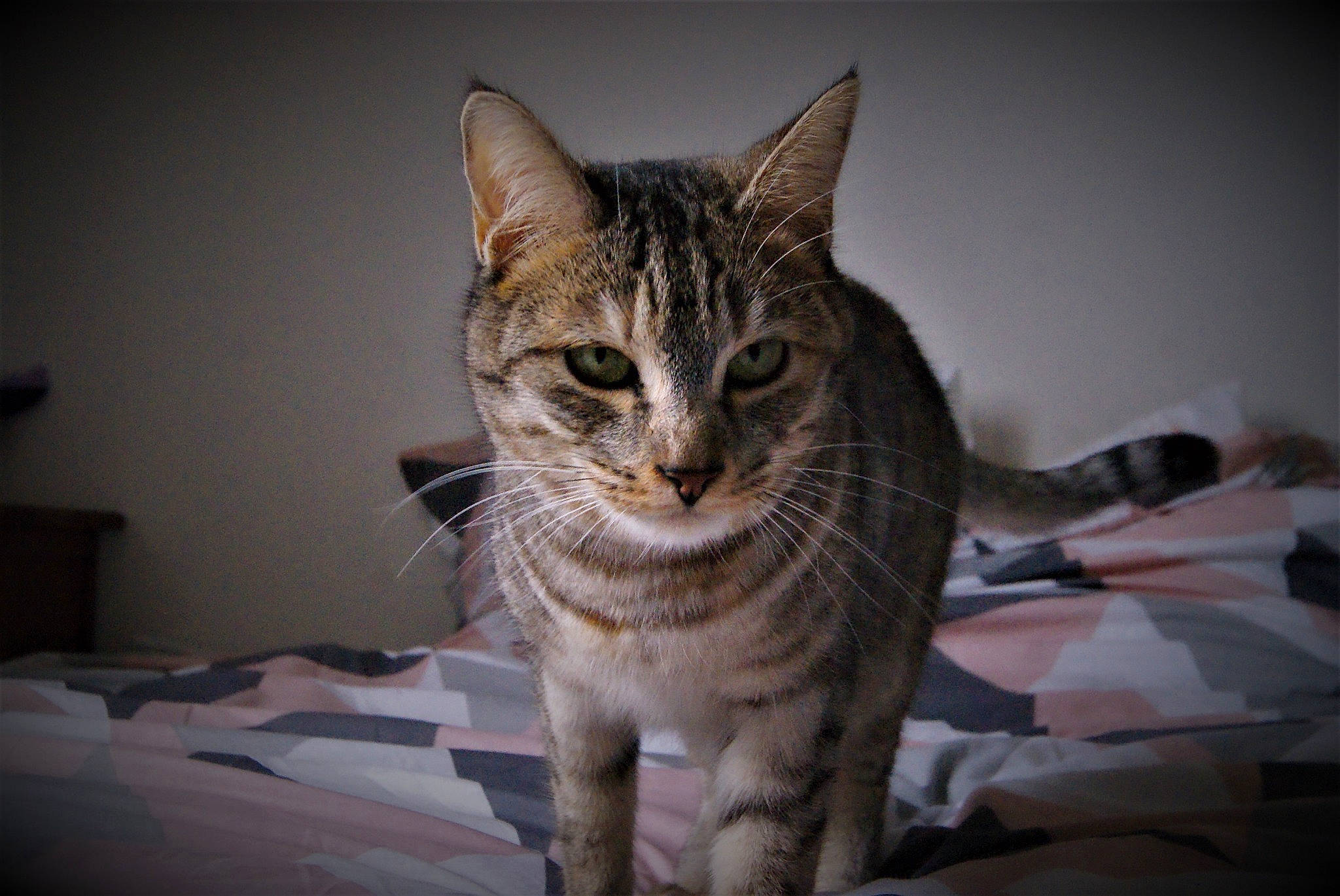 Nala participe au concours pour gagner de l'argent avec cette photo : aegean_cat, american_shorthair, asian, california_spangled, carnivore, cat, domestic_short_haired_cat, dragon_li, egyptian_mau, european_shorthair, felidae, mammal, ocicat, pixie_bob, small_to_medium_sized_cats, snout, sokoke, tabby_cat, vertebrate, whiskers