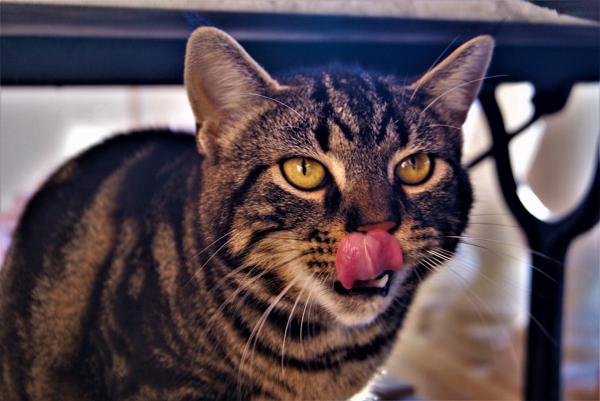 Gaara participe au concours pour gagner de l'argent avec cette photo : american_shorthair, asian, bengal, california_spangled, carnivore, cat, domestic_short_haired_cat, dragon_li, european_shorthair, eye, felidae, fur, mammal, ocicat, small_to_medium_sized_cats, snout, tabby_cat, toyger, vertebrate, whiskers