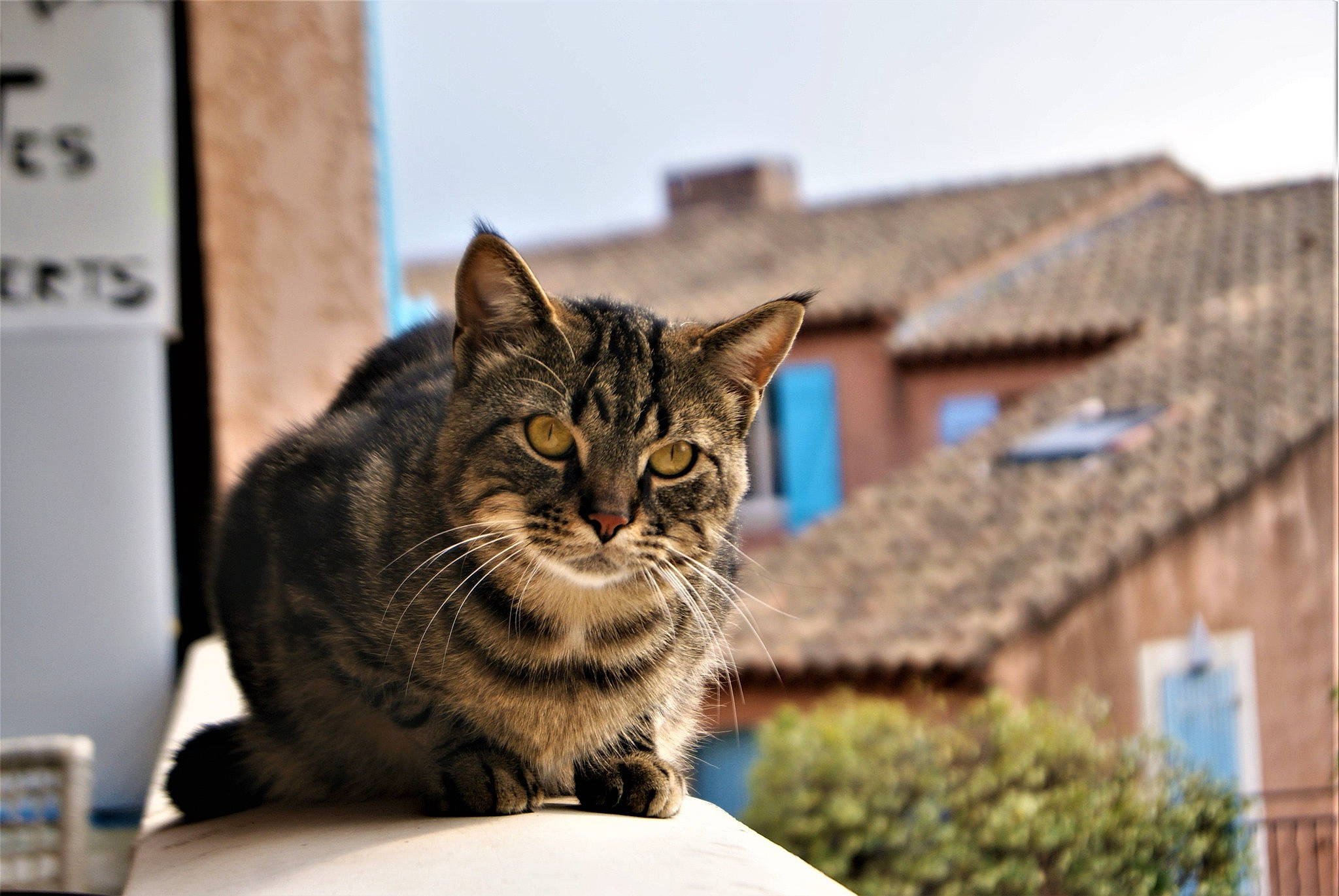 Gaara participe au concours pour gagner de l'argent avec cette photo : aegean_cat, asian, carnivore, cat, domestic_short_haired_cat, dragon_li, european_shorthair, fawn, felidae, fur, mammal, ocicat, sand, small_to_medium_sized_cats, snout, tabby_cat, whiskers, wild_cat, wildlife, window