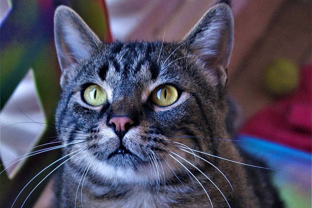 Gaara participe au concours pour gagner de l'argent avec cette photo : aegean_cat, american_shorthair, american_wirehair, asian, california_spangled, carnivore, cat, close_up, domestic_short_haired_cat, dragon_li, european_shorthair, eye, felidae, fur, mammal, small_to_medium_sized_cats, snout, tabby_cat, vertebrate, whiskers