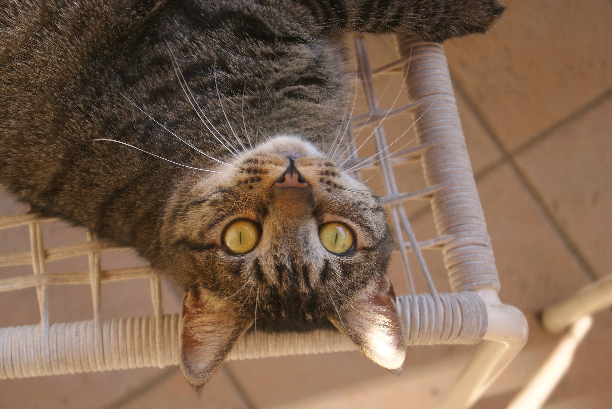 Isis participe au concours pour gagner de l'argent avec cette photo : asian, carnivore, cat, claw, close_up, domestic_short_haired_cat, dragon_li, european_shorthair, eye, felidae, fur, norwegian_forest_cat, paw, pixie_bob, small_to_medium_sized_cats, snout, tabby_cat, whiskers