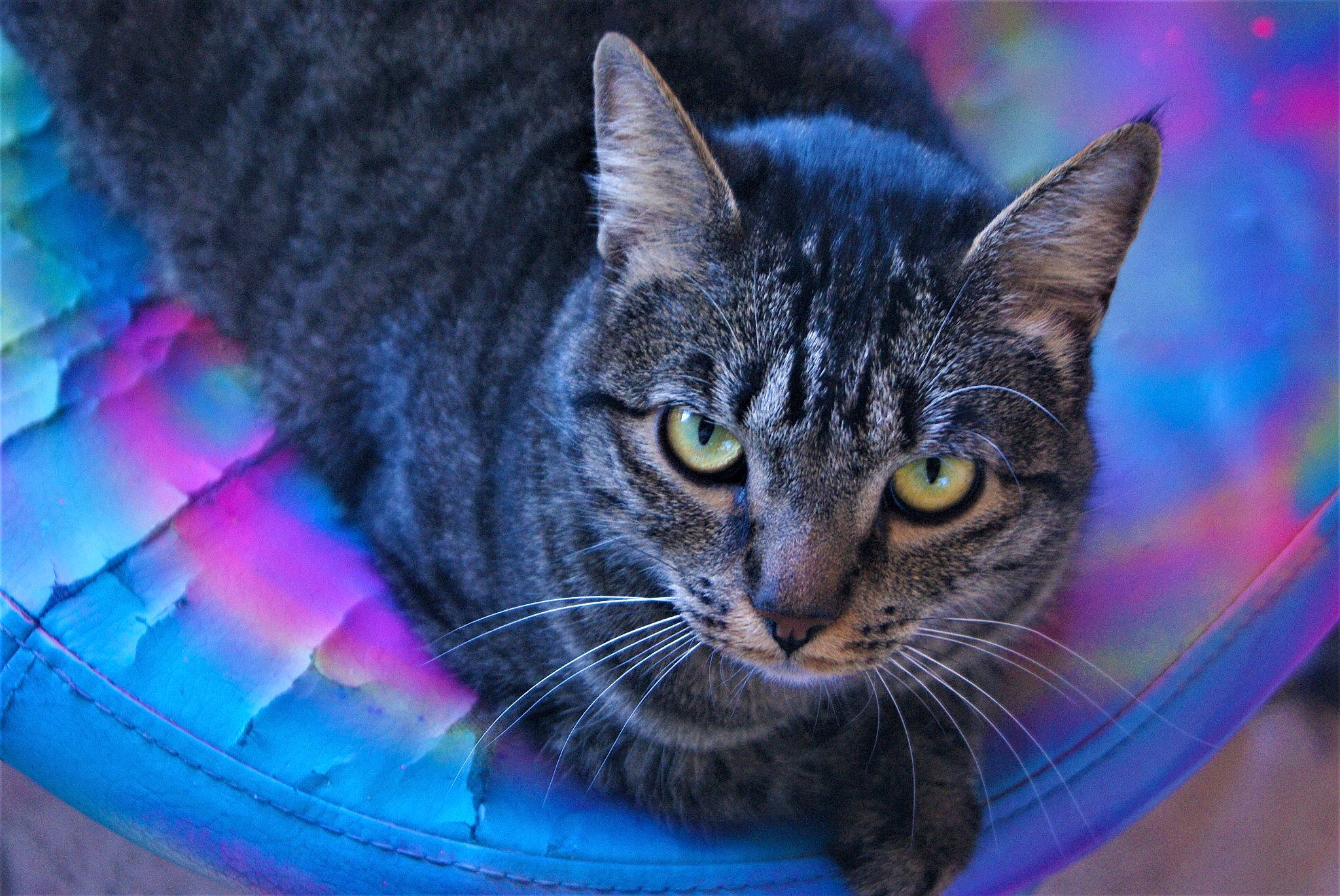 Isis participe au concours pour gagner de l'argent avec cette photo : aegean_cat, american_wirehair, asian, california_spangled, carnivore, cat, domestic_short_haired_cat, dragon_li, european_shorthair, eye, felidae, iris, kitten, mammal, ojos_azules, small_to_medium_sized_cats, snapshot, snout, tabby_cat, whiskers