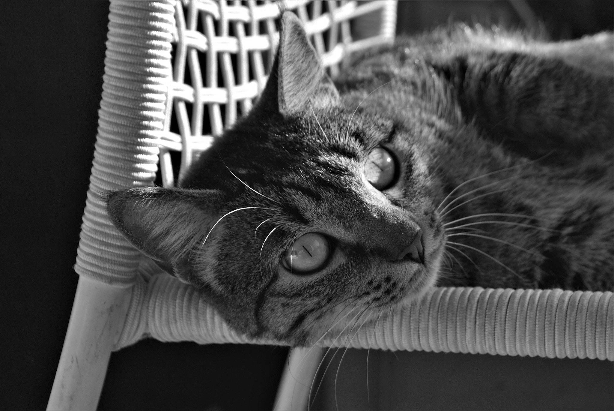 Isis a rejoint le concours — aidez-le/la à gagner de superbes lots ! asian, black, black_and_white, carnivore, cat, close_up, domestic_short_haired_cat, dragon_li, eye, felidae, fur, monochrome, monochrome_photography, organ, small_to_medium_sized_cats, snout, tabby_cat, tree, whiskers, white